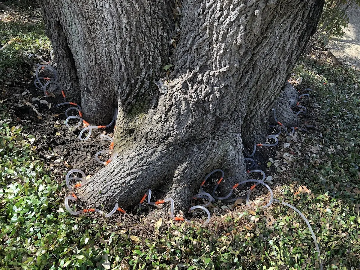 Detailed Tree Cabling and Bracing job site in Clarksburg