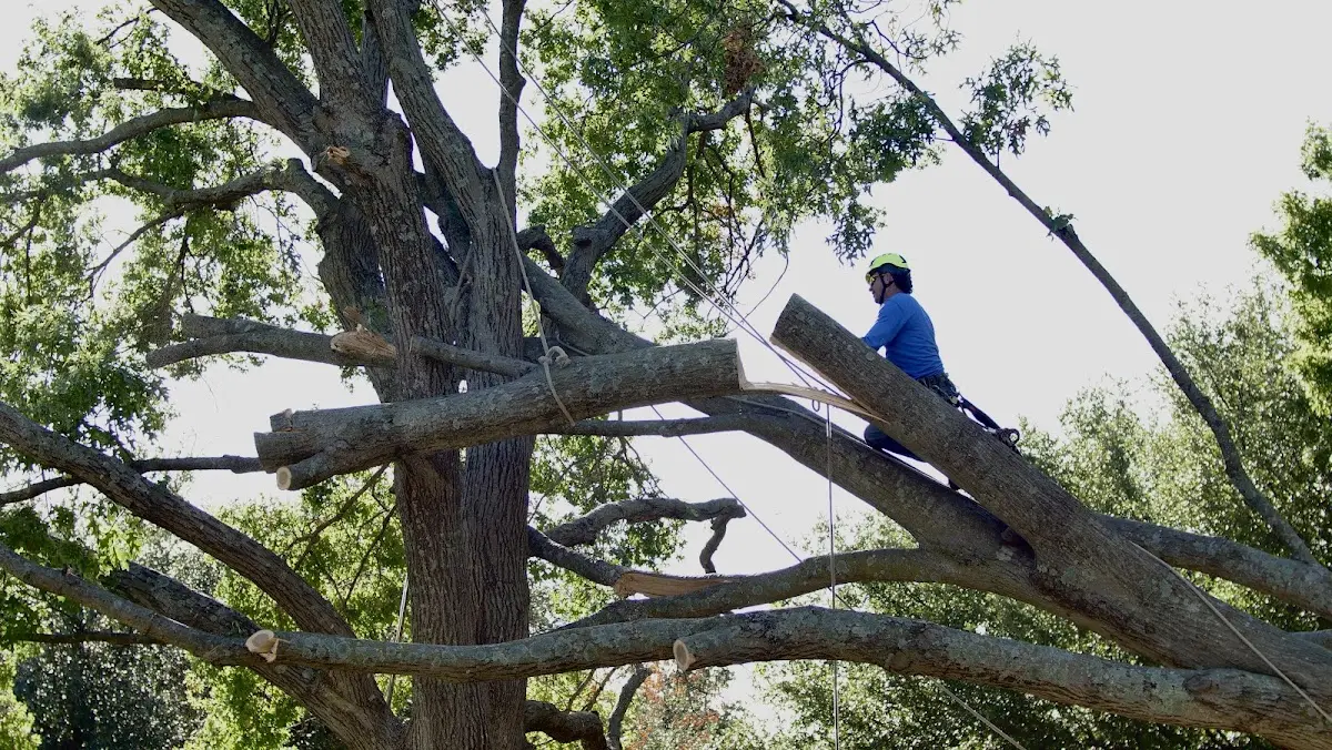 Professional Crown Thinning performed by certified arborists in Clarksburg