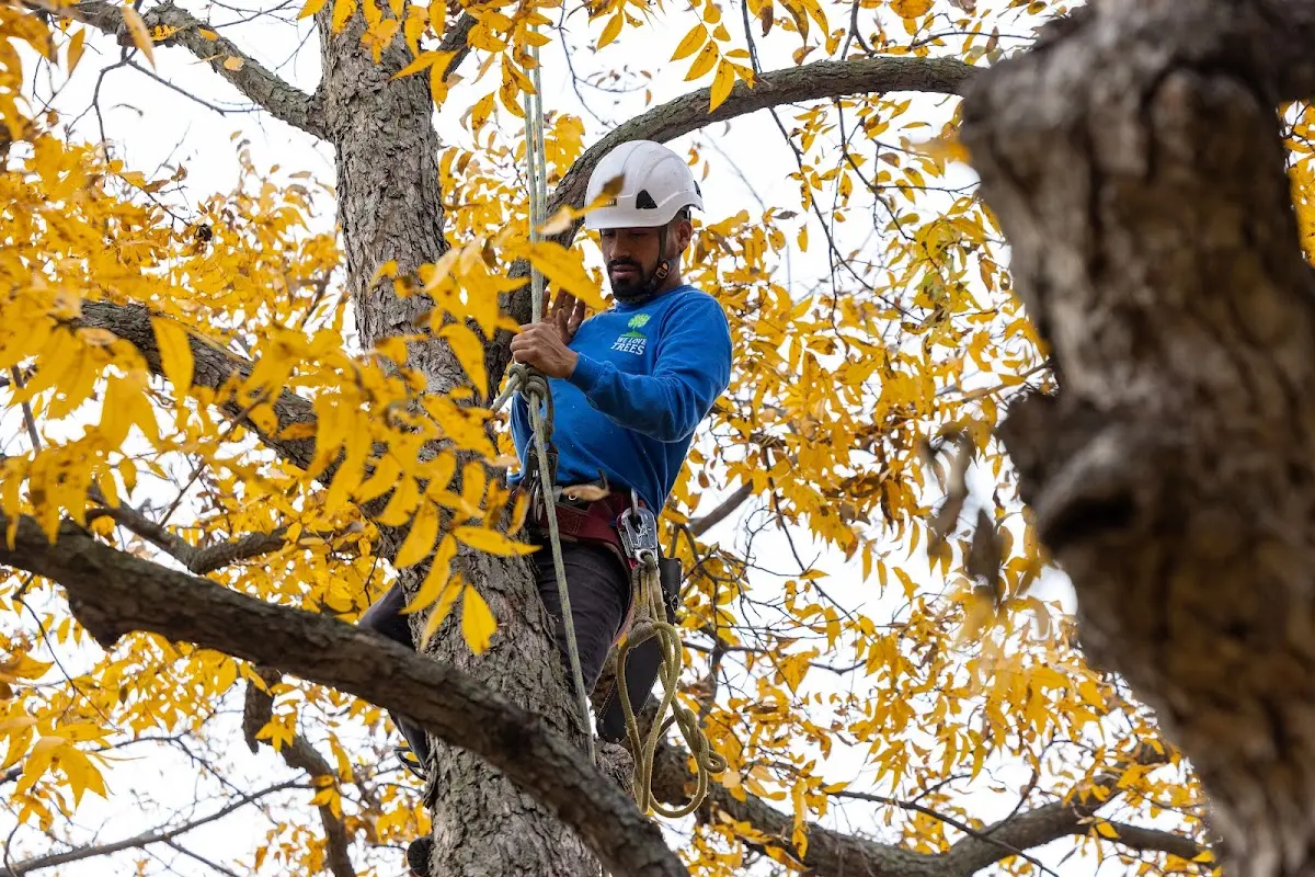 Skilled Tree Trimming crew working in Clarksburg