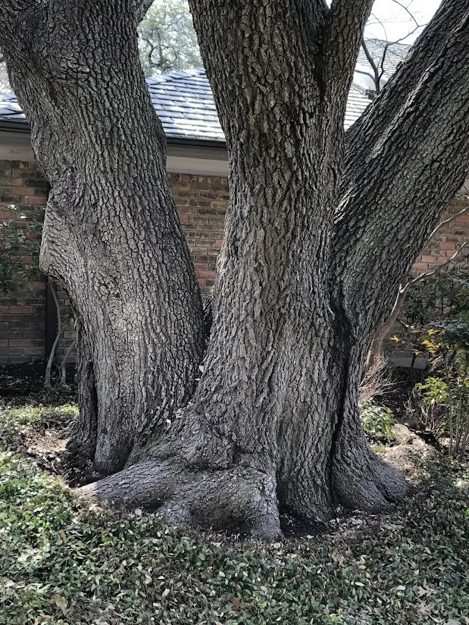Mature heritage tree close to a Clarksburg property cared for by certified arborists